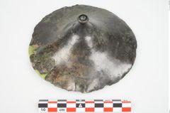 Foto von Bronzephalere (NHMW-PRAE-026056)